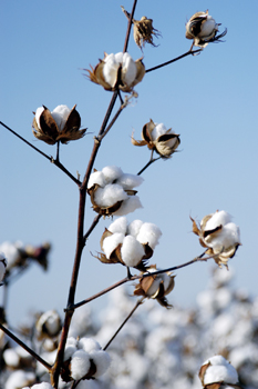Organically grown cotton plant