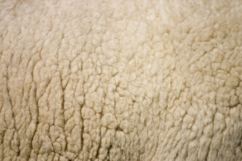 Organic sheep's wool