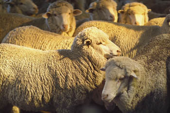 Herd of Organic Sheep