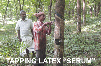 tapping latex from rubber tree