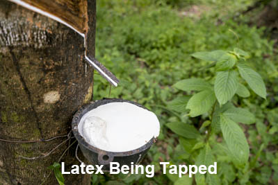 sustainable grove of latex trees